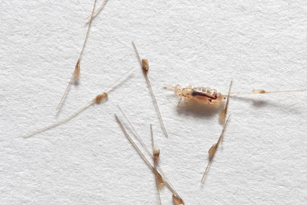 Nit, nymph, and adult lice on hair clippings on a white paper.